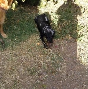 Meet your Posher, Peter